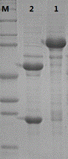 Recombinant human papilloma virus 52 virus-like particle and preparation method thereof