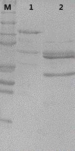 Recombinant human papilloma virus 52 virus-like particle and preparation method thereof