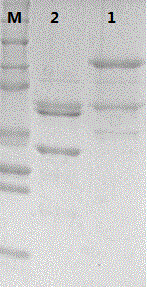 Recombinant human papilloma virus 52 virus-like particle and preparation method thereof