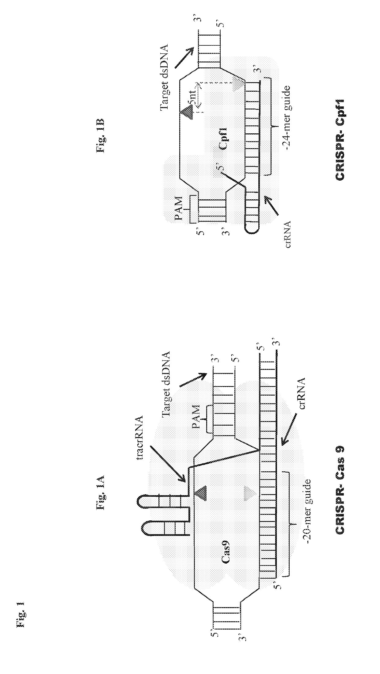 Scarless DNA assembly and genome editing using crispr/cpf1 and DNA ligase