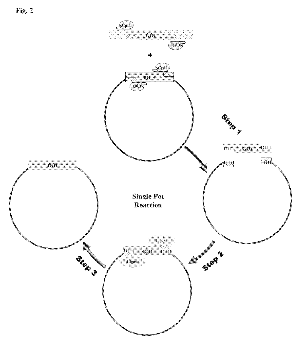 Scarless DNA assembly and genome editing using crispr/cpf1 and DNA ligase