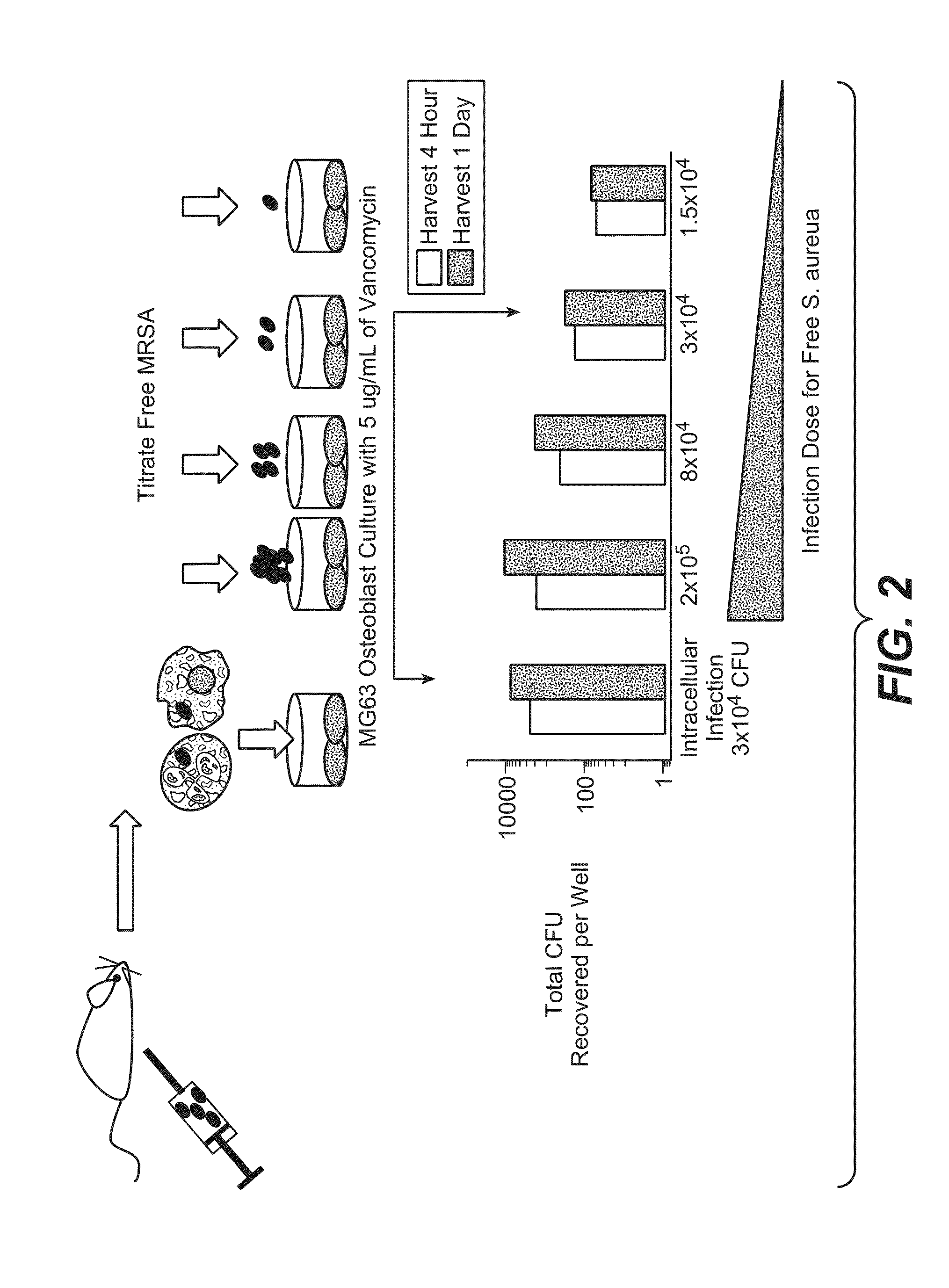 Anti-wall teichoic antibodies and conjugates