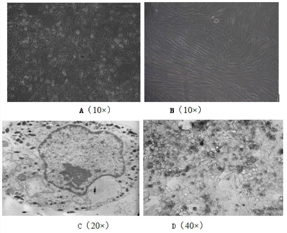 Screening method of safety and efficacy of skin antioxidants through use of a plurality of normal human skin cells