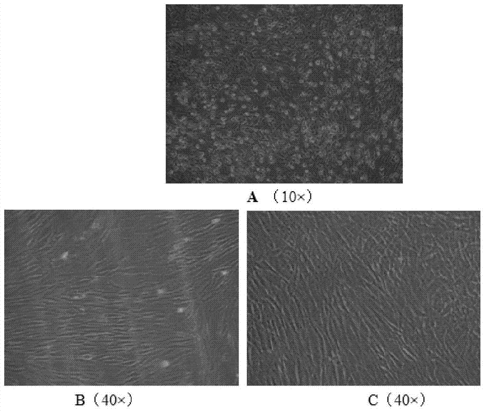 Screening method of safety and efficacy of skin antioxidants through use of a plurality of normal human skin cells