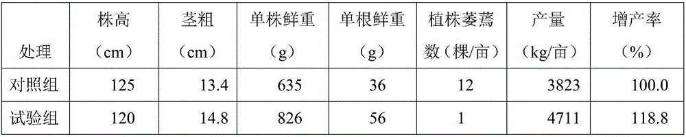 Preparation method of special bioorganic fertilizer for solanaceous fruit vegetables