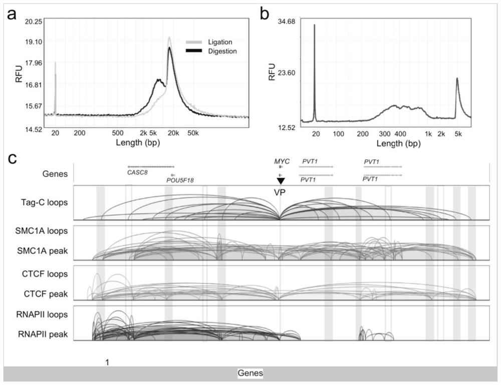 Chromatin conformation capturing method