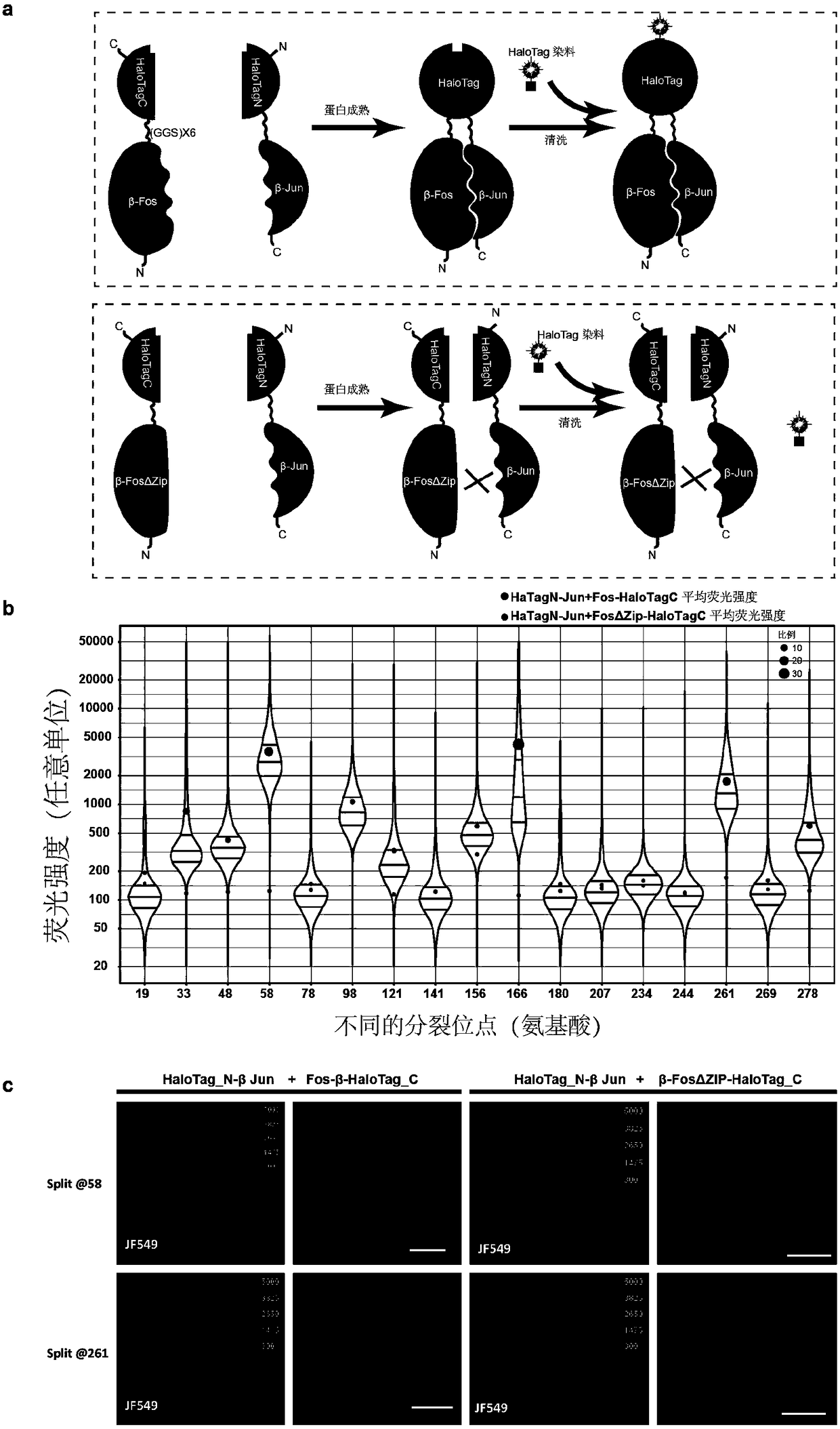 Imaging and tracking of interaction between proteins in living cells by utilizing bimolecular fluorescence complementation technology based on self-linkage label