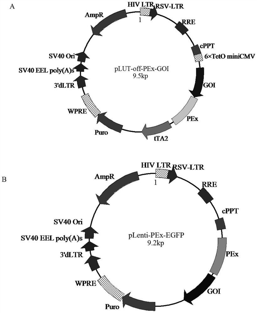 Application of Tet-off expression regulation system in cascade amplification of promoter activity