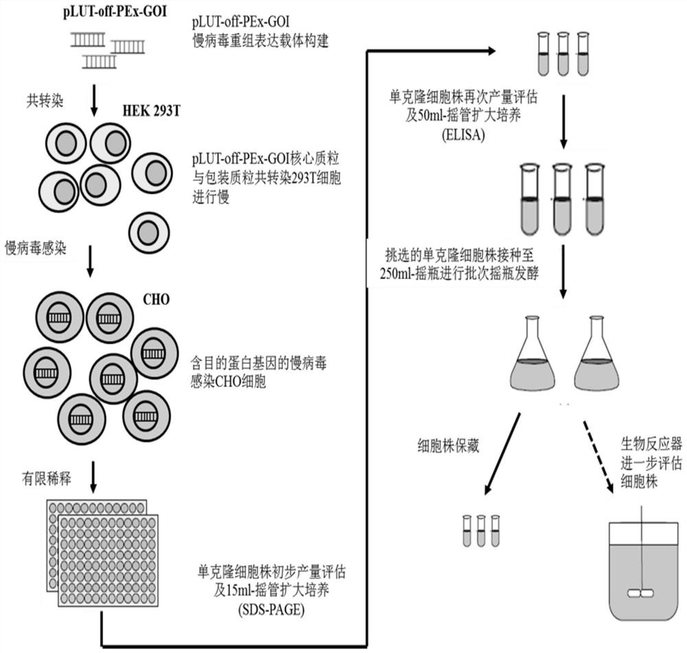 Application of Tet-off expression regulation system in cascade amplification of promoter activity