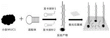 Method for rapidly assaying tumor-associated small peptide MUC1