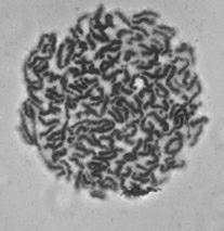 Kit for detecting antibody against Peste des petits ruminants virus b-ELISA and preparation method thereof