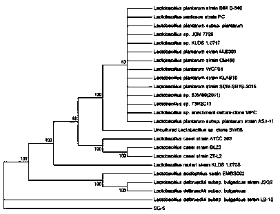 A strain of Lactobacillus plantarum sg5 producing γ-aminobutyric acid