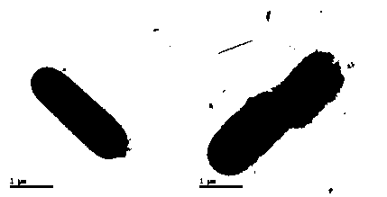 A strain of Lactobacillus plantarum sg5 producing γ-aminobutyric acid