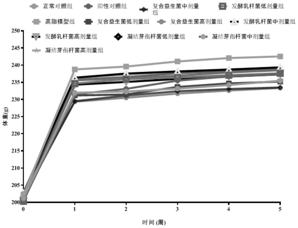 Application of compound probiotics in reducing blood fat or relieving obesity