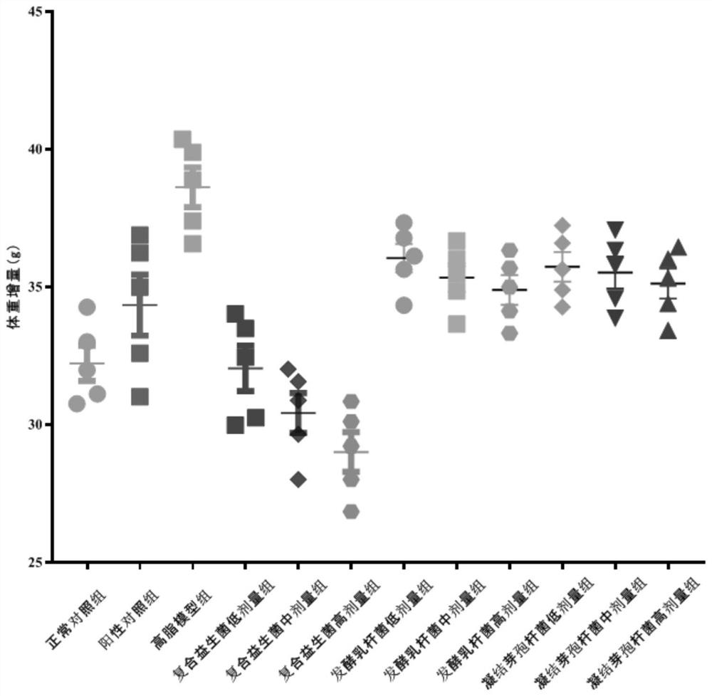 Application of compound probiotics in reducing blood fat or relieving obesity