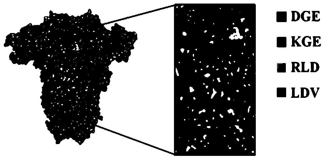 Research method for restraining porcine epidemic diarrhea virus infection based on integrin ligand recognition peptides