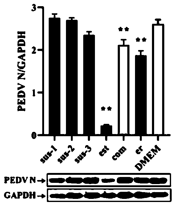 Research method for restraining porcine epidemic diarrhea virus infection based on integrin ligand recognition peptides