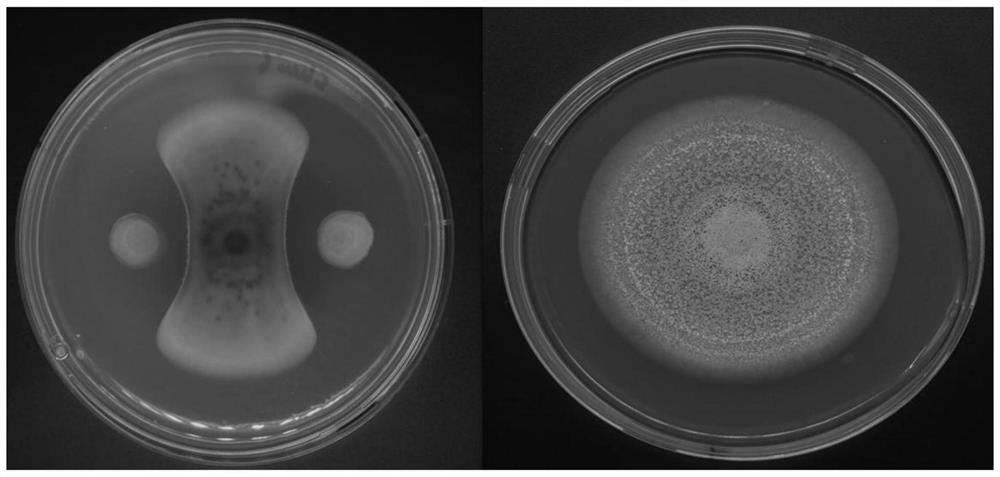 Bacillus velezensis Shui-6, production method and application