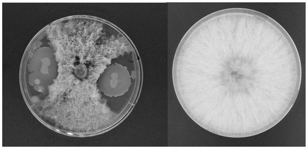 Bacillus velezensis Shui-6, production method and application