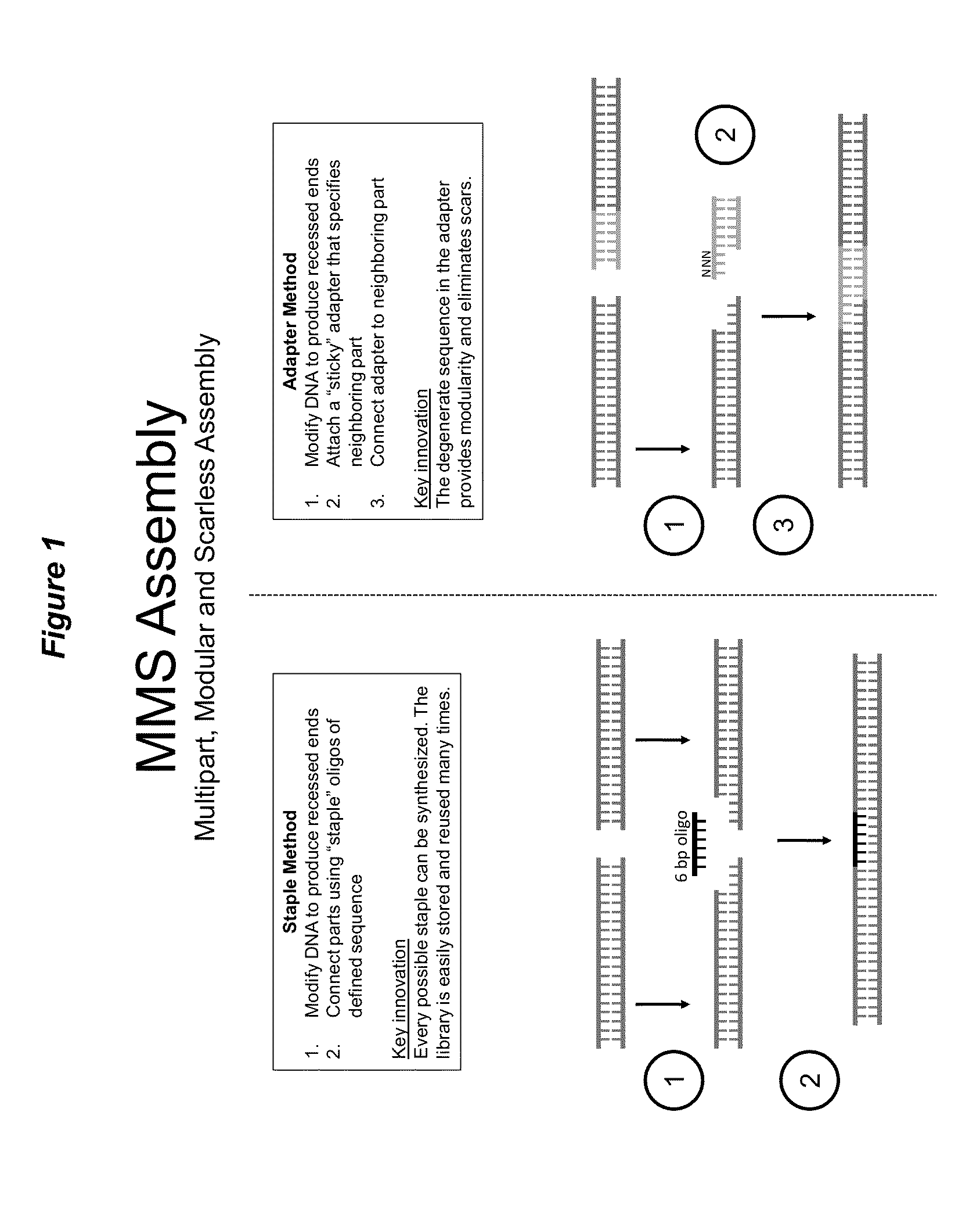 Methods for multipart, modular and scarless assembly of DNA molecules