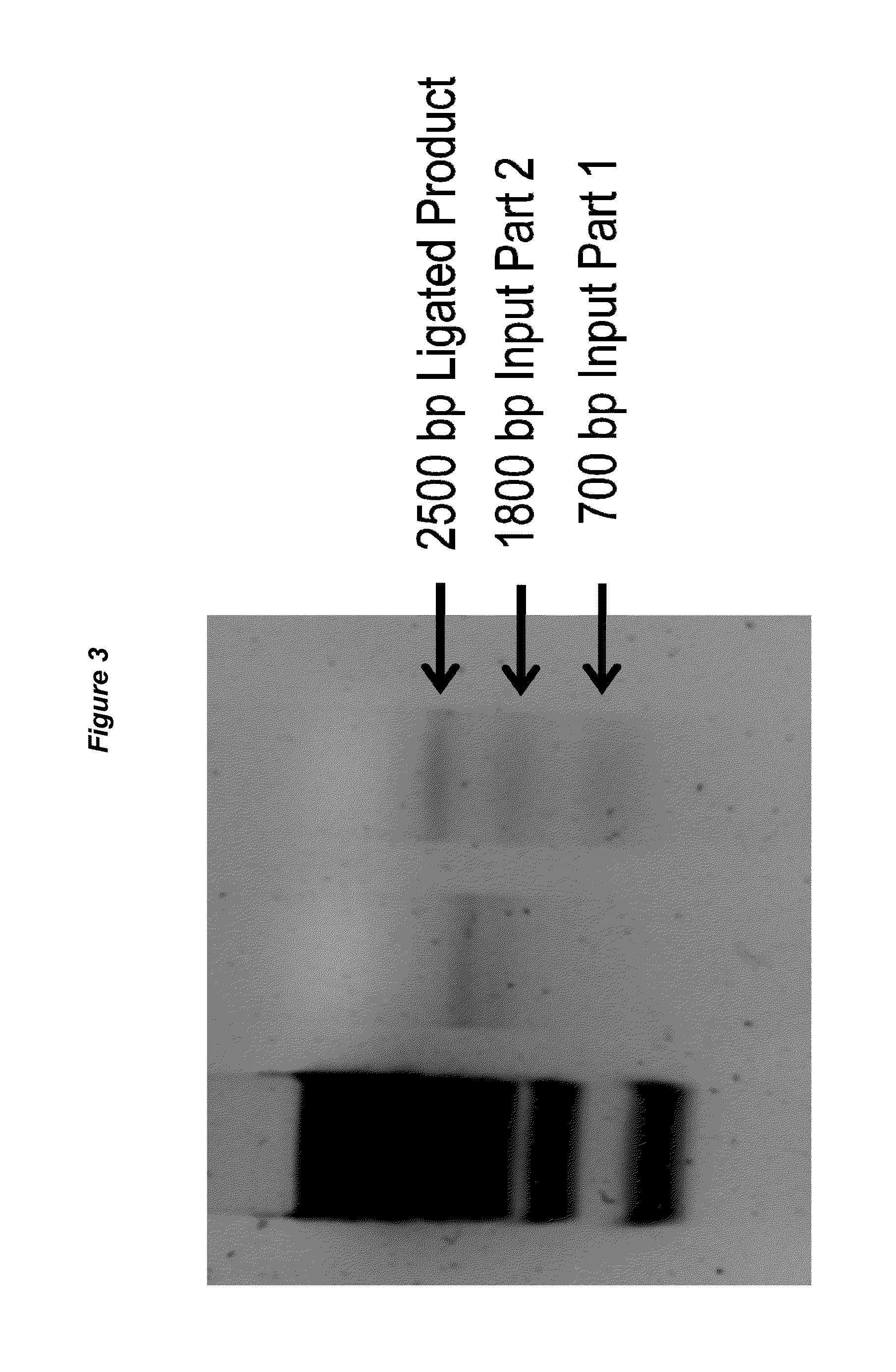 Methods for multipart, modular and scarless assembly of DNA molecules