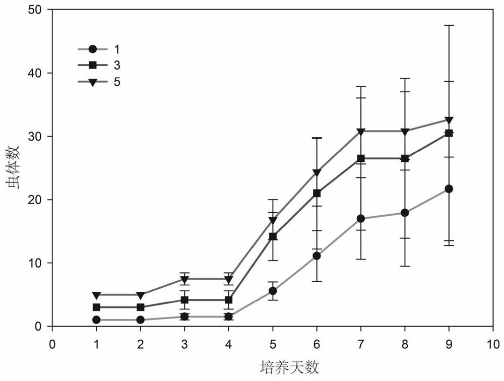 A kind of separation and cultivation technology of sand shell insect