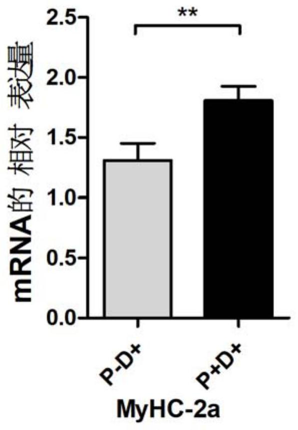 Improved culture medium for short-term proliferation of cultured meat seed cells