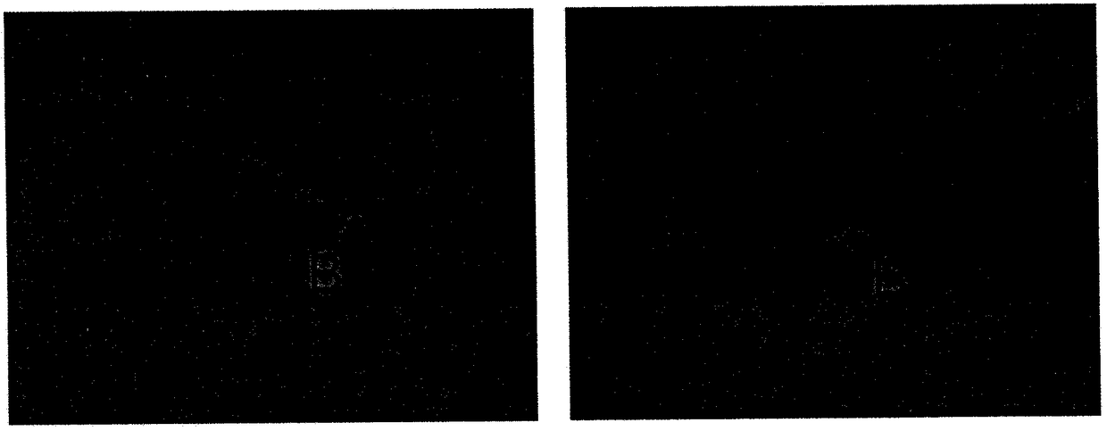 Terahertz liquid crystal phase shifter based on magnetic nanoparticle and preparation method thereof