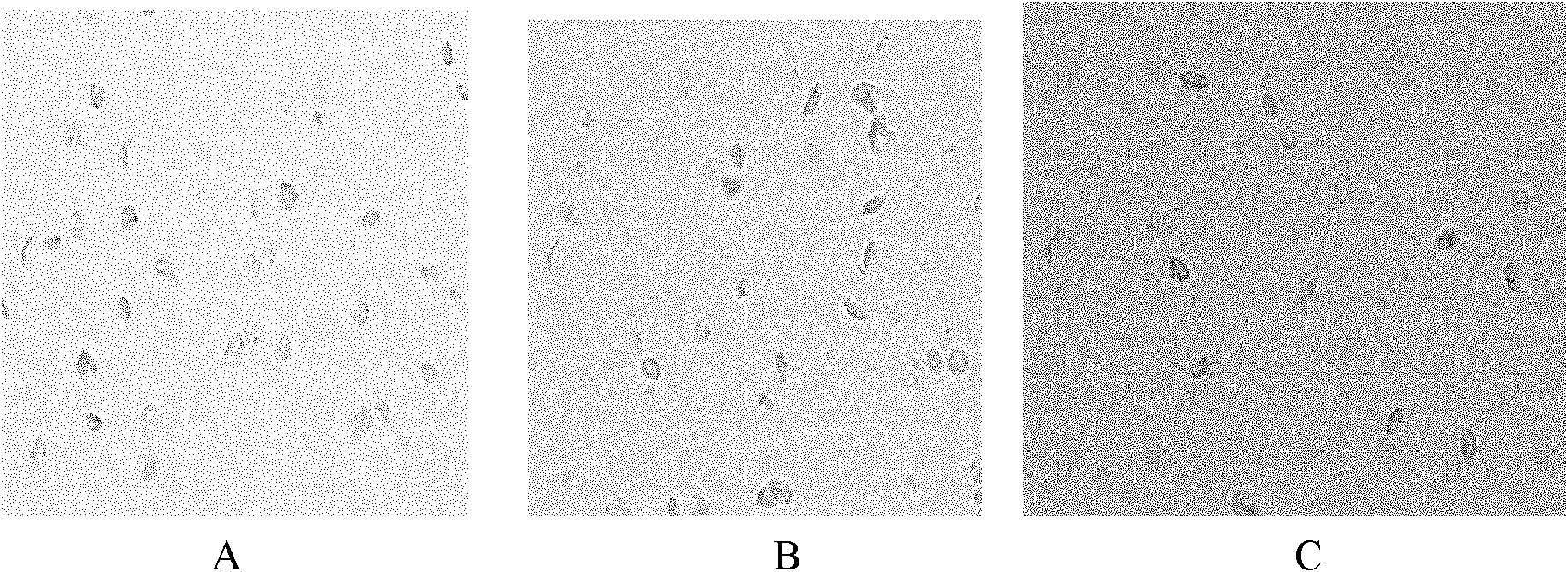 Complete chloroplast long-time isolated culture method