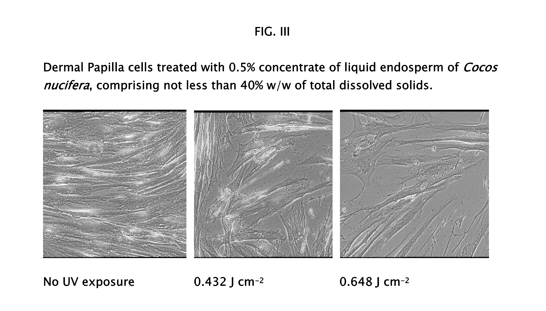 Protective compositions for dermal papilla cells