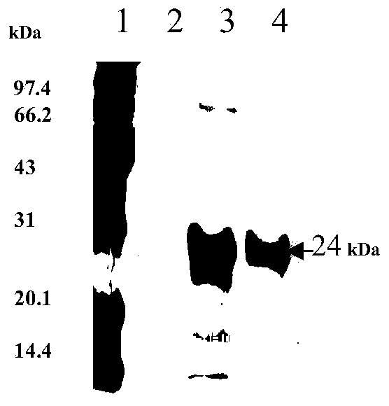 Rare codon-transformed human ZNF580 gene and prokaryotic expression protein thereof and polyclonal antibody