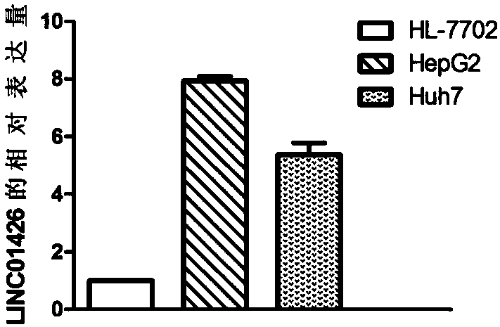 Applications of LINC01426 in hepatocellular carcinoma diagnosis and therapy