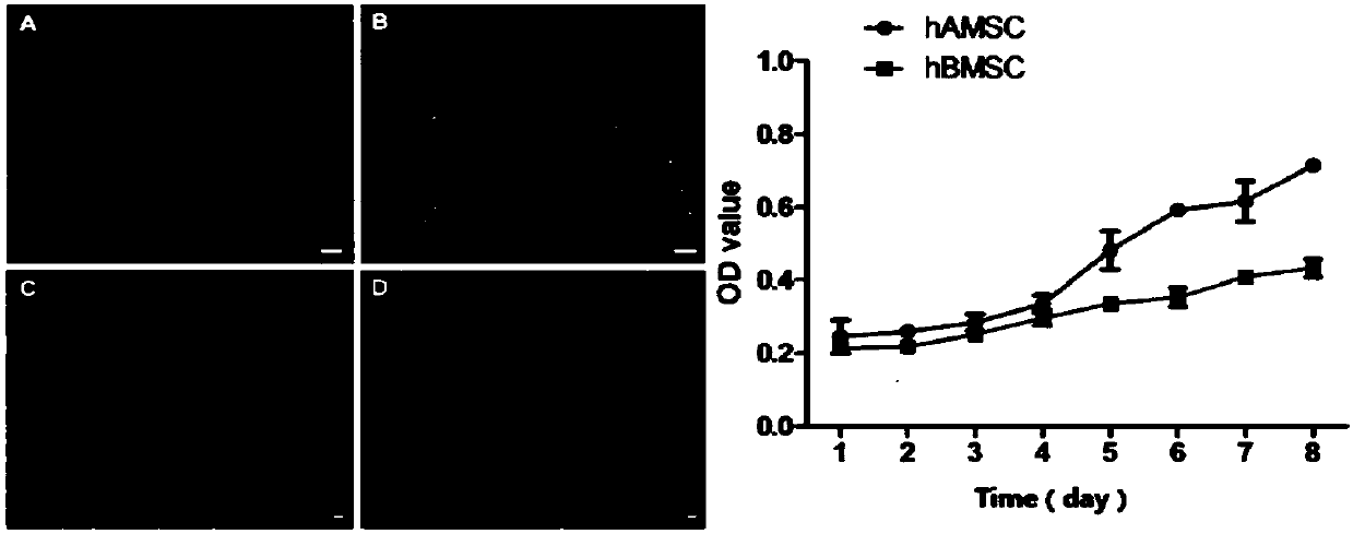 Use of hAMSCs (Human Amniotic Mesenchymal Stem Cells) in preparing drug for treating acute graft-versus-host disease