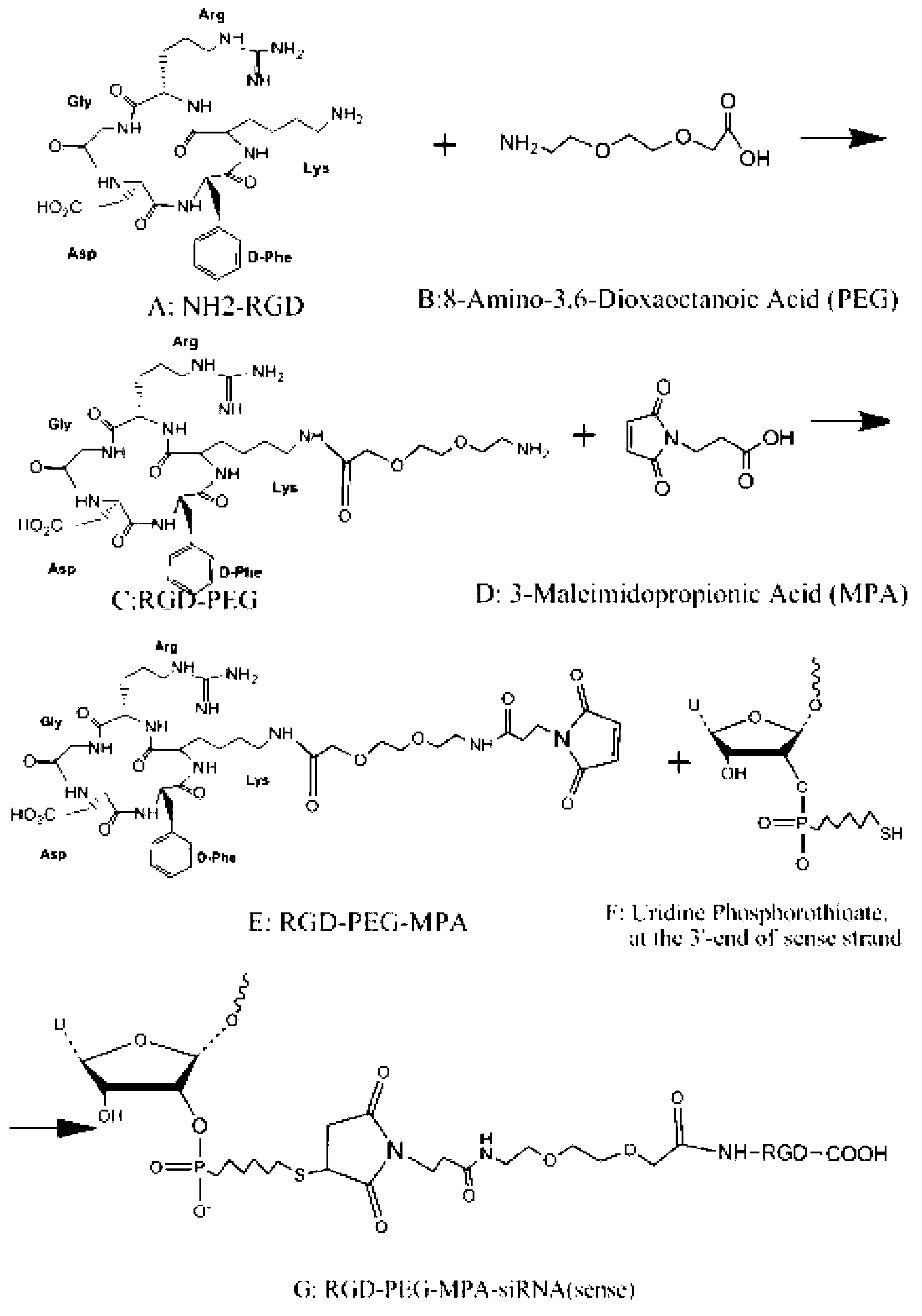 Cancer cell-targeting structural molecule and use thereof