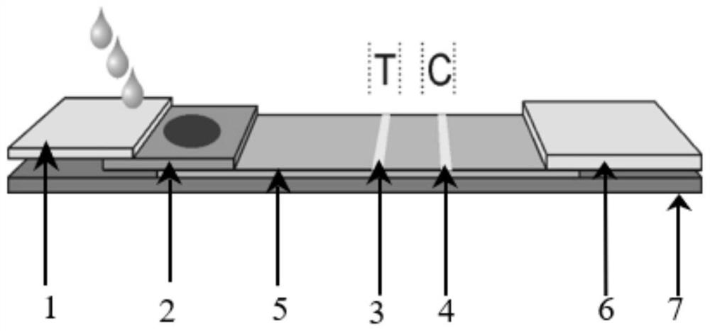 Colloidal gold immunochromatography test paper for rapidly diagnosing hemoglobin and haptoglobin-hemoglobin compound and preparation method