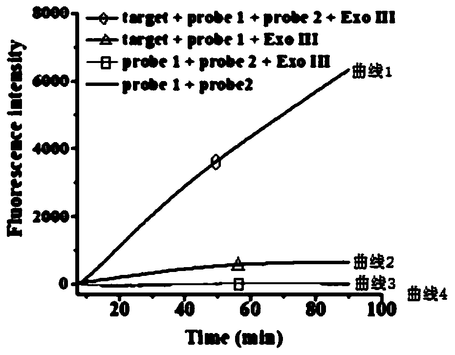 Method for flexibly detecting DNA through exonuclease III assisted multiple circulation amplification