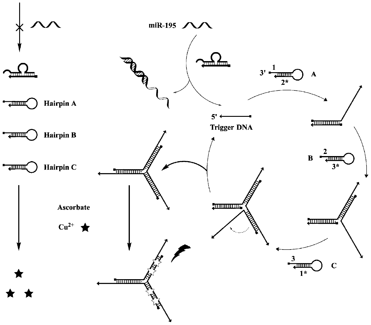 Application of microRNA induced open type DNA fluorescent nano-robot in tumors and construction method of microRNA induced open type DNA fluorescent nano-robot