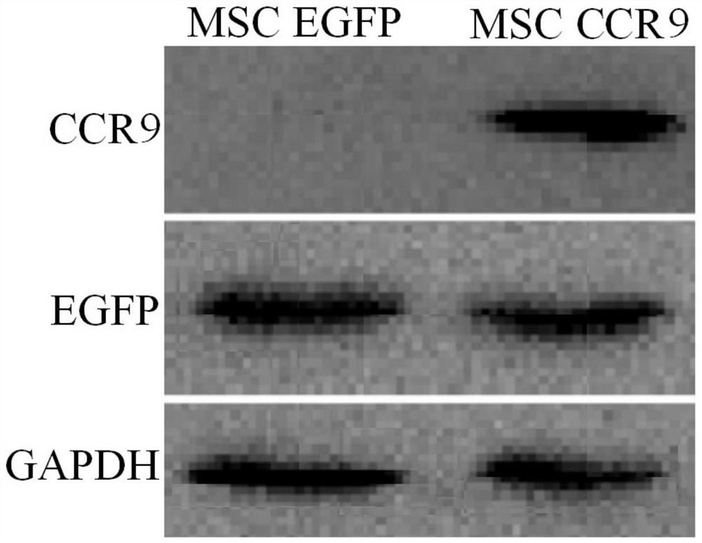 Mesenchymal stem cell for treating inflammatory bowel disease and application thereof