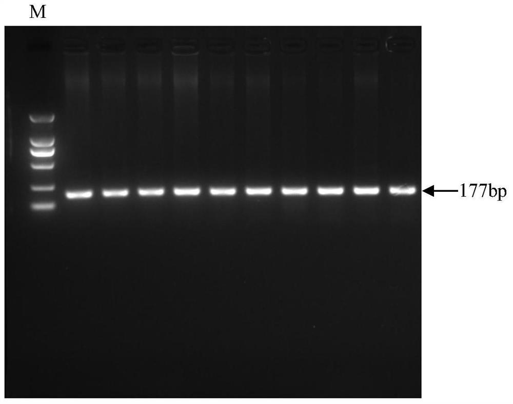 SNP in the promoter region of pig ntf3 as a molecular marker for boar reproductive traits and its application