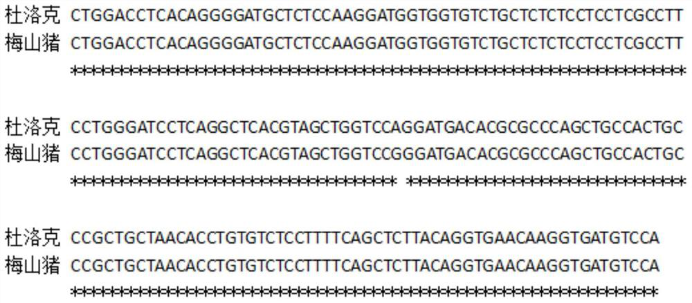 SNP in the promoter region of pig ntf3 as a molecular marker for boar reproductive traits and its application