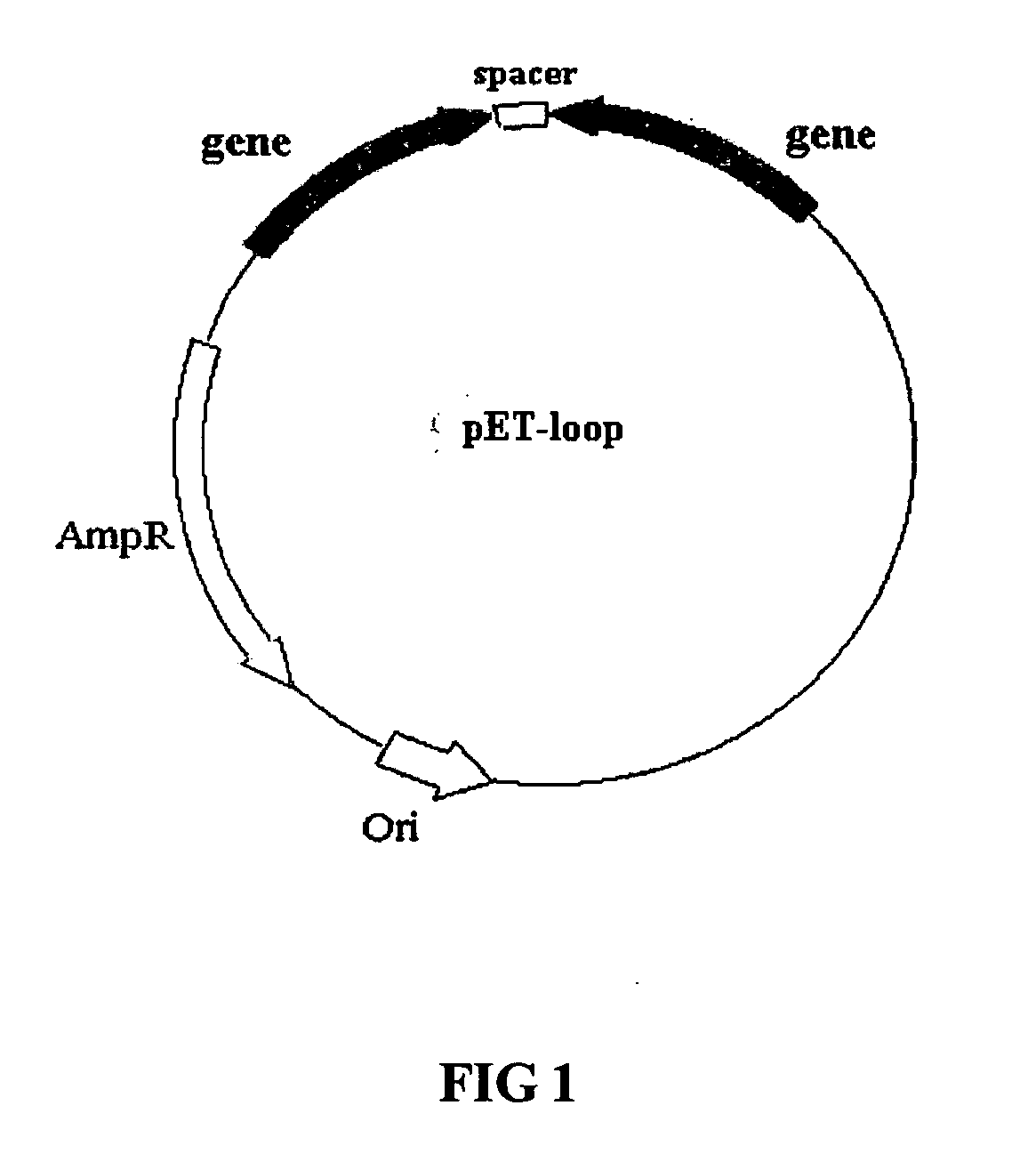 Methods of using combinations of siRNAs for treating a disease or a disorder, and for enhancing siRNA efficacy in RNAi