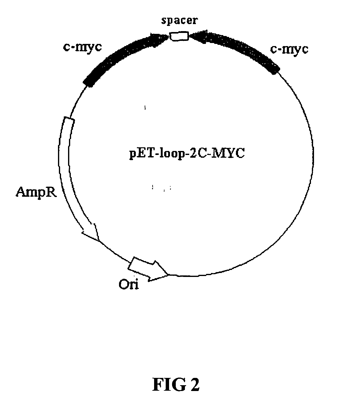 Methods of using combinations of siRNAs for treating a disease or a disorder, and for enhancing siRNA efficacy in RNAi