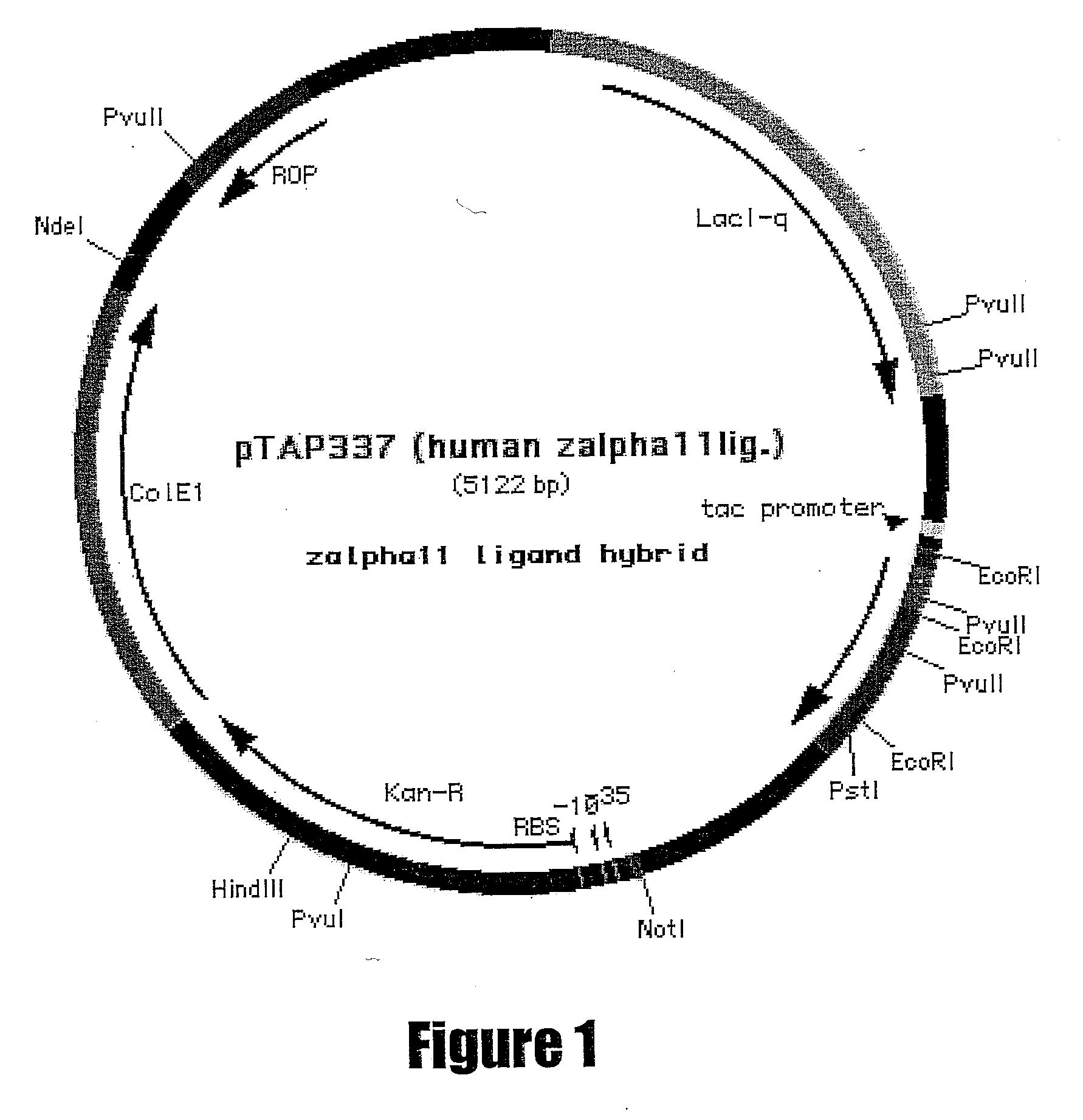 Il-21 production in prokaryotic hosts