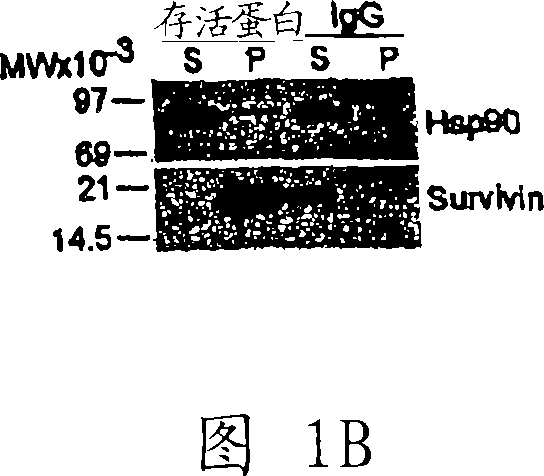 Compounds that inhibit hsp90 protein-protein interactions with iap proteins