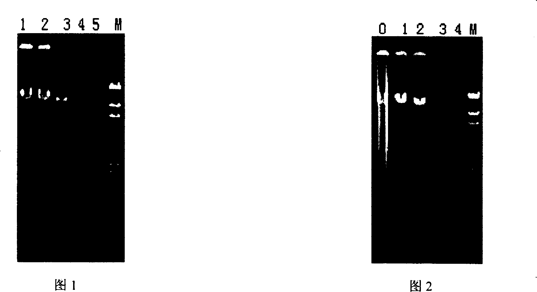 Optimized method for improving polymerase chain reaction (PCR) expanding effect by nano carbon powder