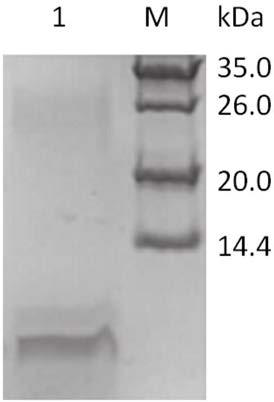 A kind of hybrid peptide and its application in antibacterial