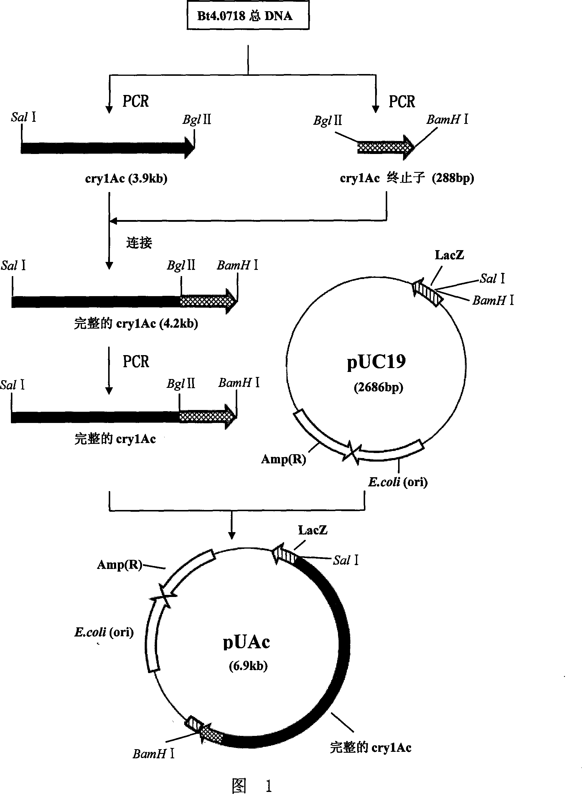 Subtilisin-like protease gene recombination disinsection engineering bacteria and method for preparing inocula