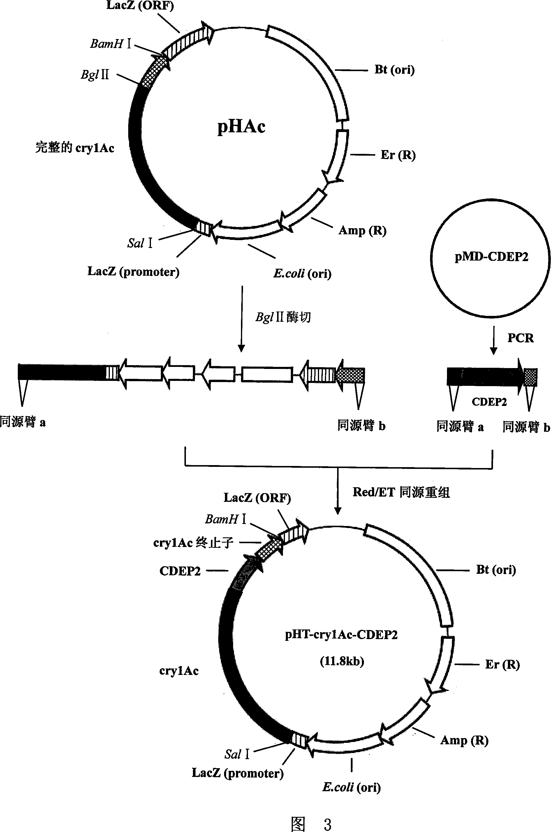 Subtilisin-like protease gene recombination disinsection engineering bacteria and method for preparing inocula