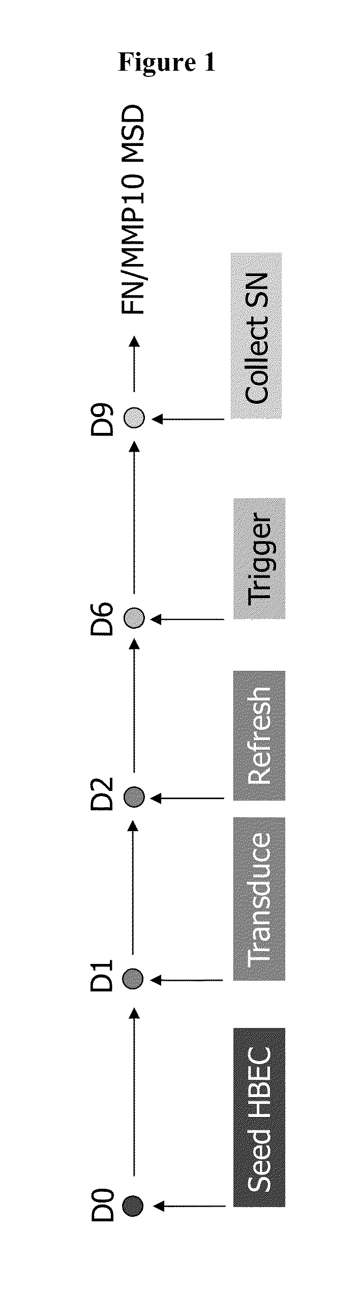 Molecular targets and compounds, and methods to identify the same, useful in the treatment of diseases associated with epithelial mesenchymal transition