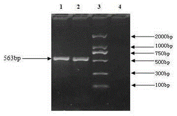 Deer fetus DNA identification kit and method